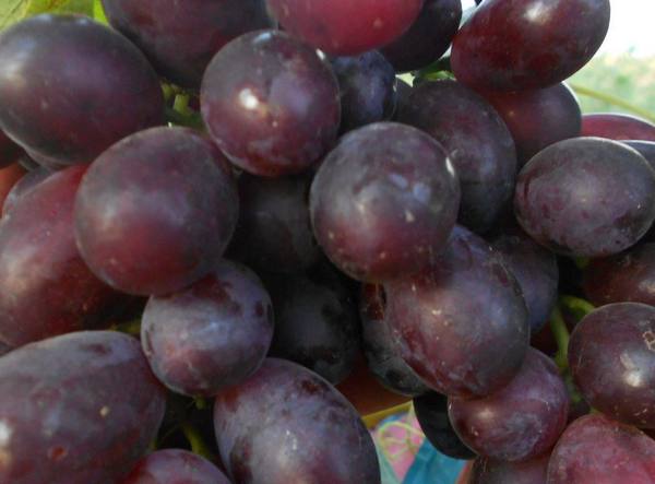 Гибридный багровый виноград - фото