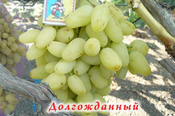 Гибридный сорт винограда Долгожданный - фото