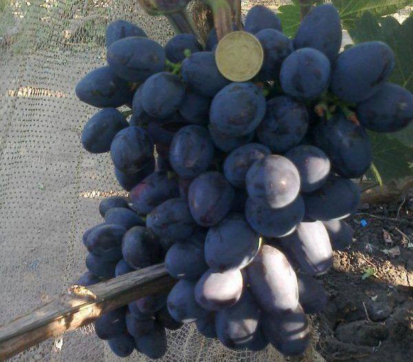 Виноград Краса Балок  вкус неизвестного происхождения - фото