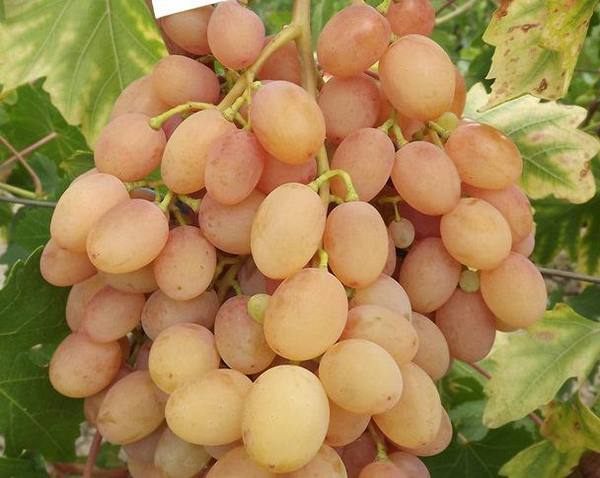 Описание сорта винограда самба с фото
