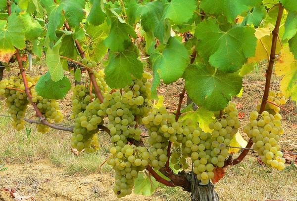 Описание сорта винограда Совиньон - фото