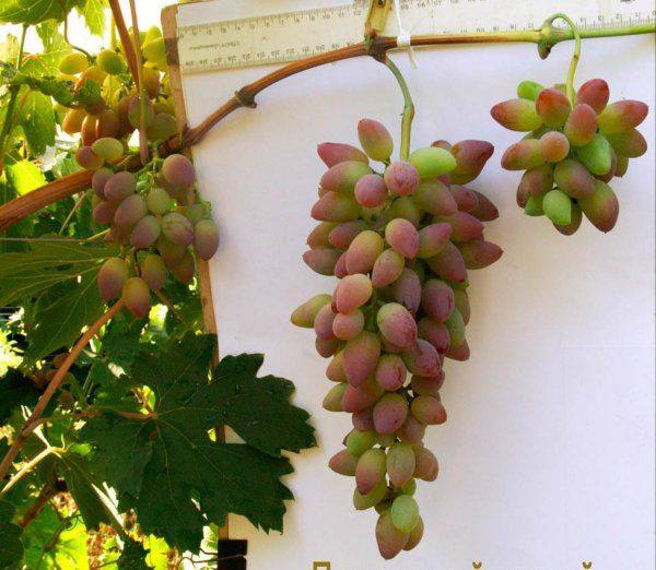 Сорт винограда - розовый Тимур с фото