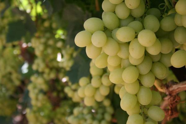 Виноград для виноделия цитронный магарача - фото