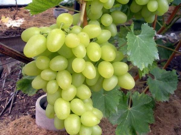 Сорт винограда Белый Великан - фото