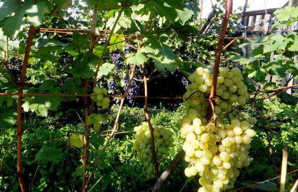 Виноград в Сибири: выращивание и уход весной - фото