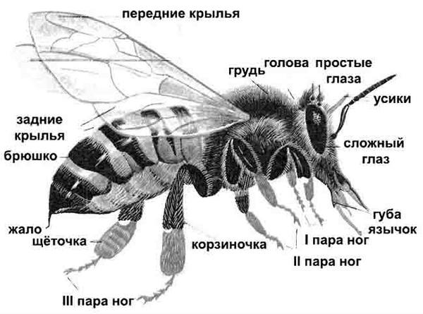 Внешнее и внутреннее строение медоносной пчелы: фото - фото