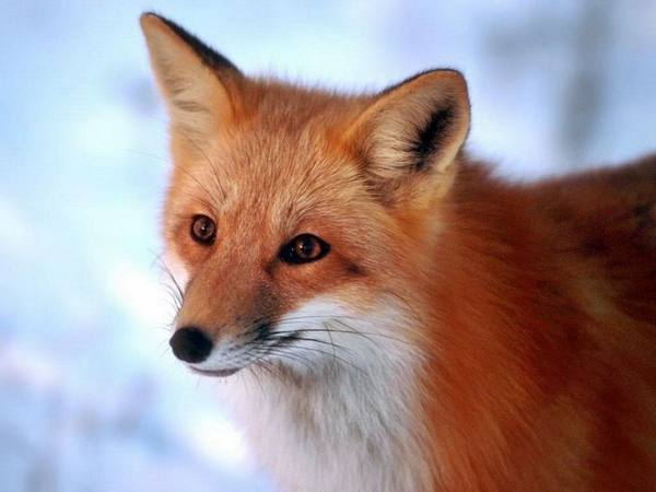 Внешний вид лисы: описание, фото и видео - фото