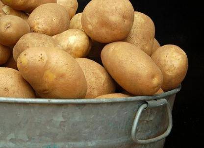 Выращивание картофеля Елизавета - фото