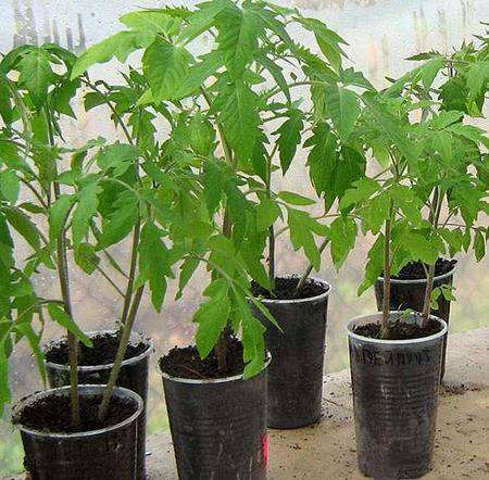 Выращивание рассады томатов на балконе - фото