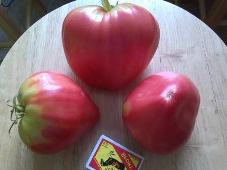 Выращивание томатов Бычье сердце с фото