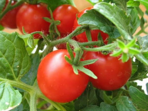 Как правильно посадить помидоры, использование метода Терёхиных с фото