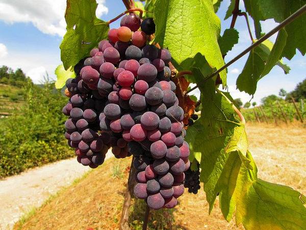 Выращивание винограда из семян, черенков для начинающих - фото