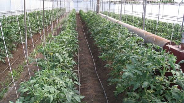 Как правильно высадить рассаду томаты в теплице из поликарбоната? - фото