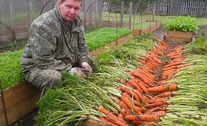 Высокие грядки  лучший способ выращивания моркови (видео) - фото