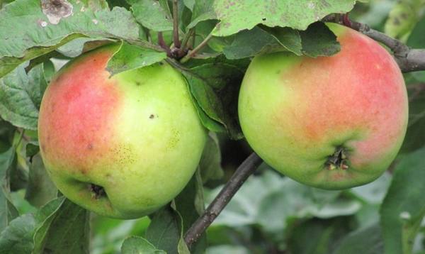 Яблоки Северный Синап  как вырастить устойчивый к холодам сорт? - фото