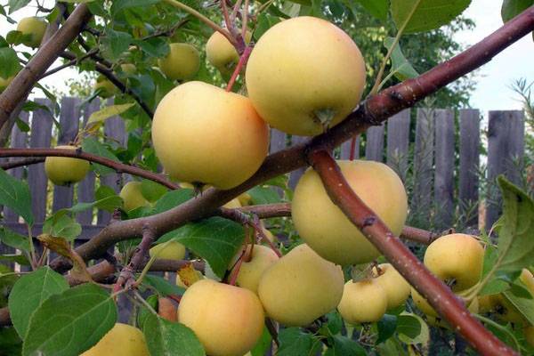 Выбираем сорта яблок для выращивания в Сибири и северных регионах России с фото