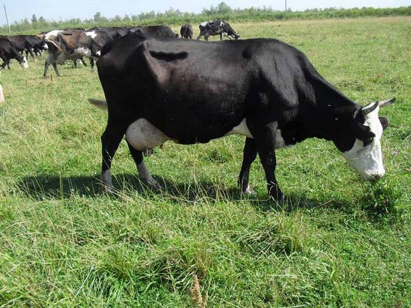 Основные характеристики ярославской породы коров - фото
