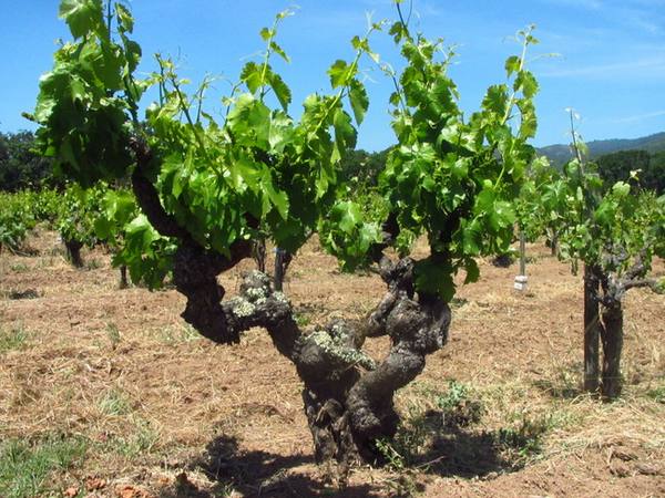 Новая жизнь запущенных виноградников - фото