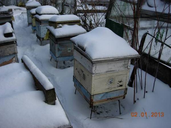 Зимовка пчел в сарае, омнашнике и на улице без утепления - фото